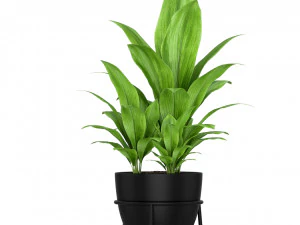 Plants collection 192 3D Model