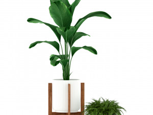 Plants collection 194 3D Model
