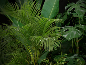 Plants collection 196 Modelo 3D