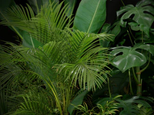 Plants collection 196 3D Model