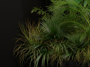 Plants collection 196 Modelo 3D