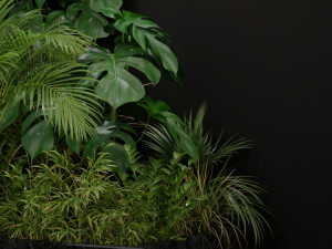 Plants collection 196 Modelo 3D