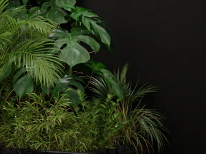 Plants collection 196 3D Model