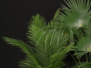 Plants collection 197 Modèle 3D