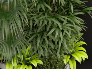 Plants collection 197 Modèle 3D