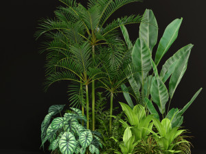 Plants collection 198 Modello 3D