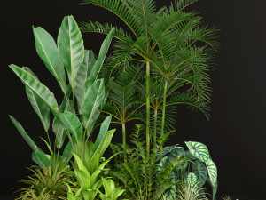 Plants collection 198 Modelo 3D
