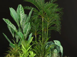 Plants collection 198 3D Model