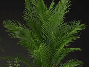 Plants collection 199 3D Modell