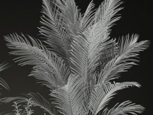 Plants collection 199 3D Modell