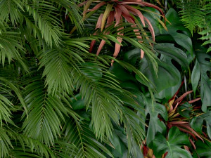 Plants collection 200 3D Model