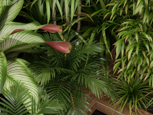 Plants collection 201 3D Model
