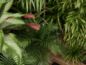 Plants collection 201 3D Model