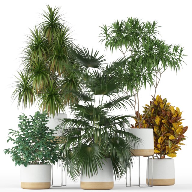 Plants collection 203 3D 模型 .c4d .max .obj .3ds .fbx .stl .blend 