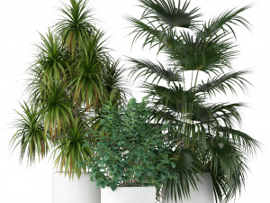 Plants collection 203 3D 模型