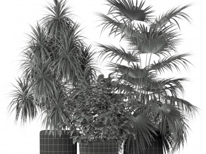 Plants collection 203 3D 模型