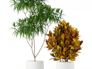 Plants collection 203 3D Model