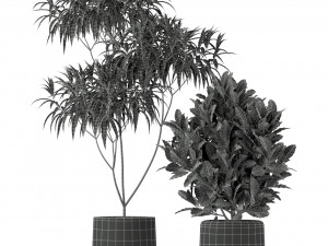 Plants collection 203 3D 模型