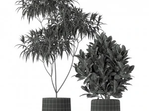 Plants collection 203 3D Model
