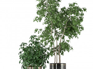 Plants collection 204 Modelo 3D