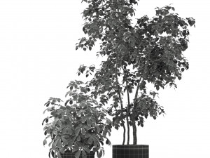 Plants collection 204 Modelo 3D
