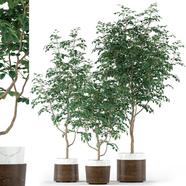 Plants collection 205 3D Модель .c4d .max .obj .3ds .fbx .stl .blend 