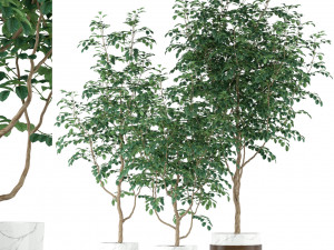 Plants collection 205 Modello 3D