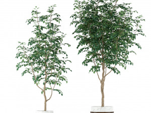 Plants collection 205 3D Модель