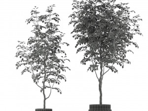 Plants collection 205 3D Модель