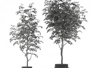 Plants collection 205 3D Model