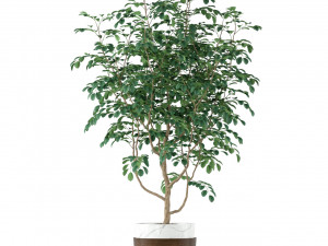Plants collection 205 3D Модель