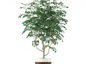 Plants collection 205 3D Model