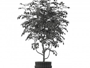 Plants collection 205 3D Модель