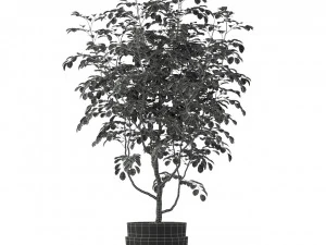 Plants collection 205 3D Model