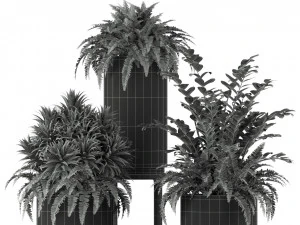 Plants collection 206 3D Model