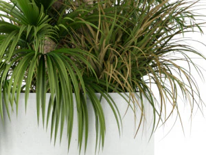 Plants collection 207 3D Model