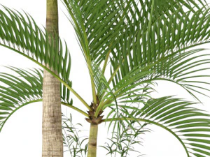 Plants collection 207 3D Model