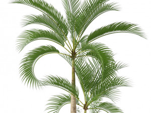 Plants collection 207 3D मॉडल