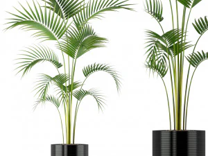 Coleção de plantas 208 Modelo 3D