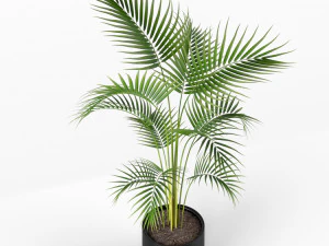 Plants collection 208 3D Model