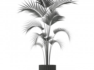 Plants collection 208 Model 3D