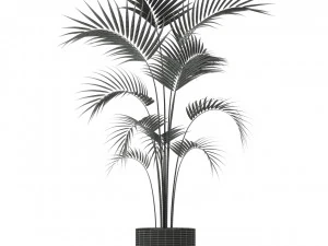Plants collection 208 3D Model