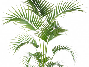 Plants collection 208 Model 3D