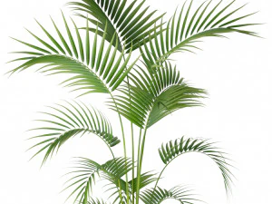 Plants collection 208 3D Model