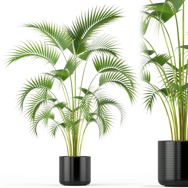 Plants collection 209 3D Model .c4d .max .obj .3ds .fbx .stl .blend 