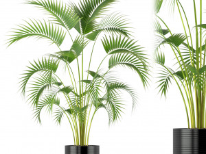 Plants collection 209 3D Model