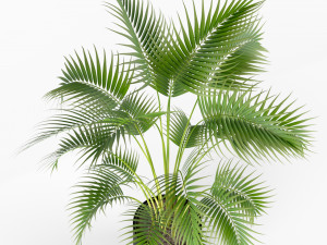 Plants collection 209 3D Model