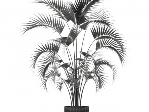 Plants collection 209 3D Model