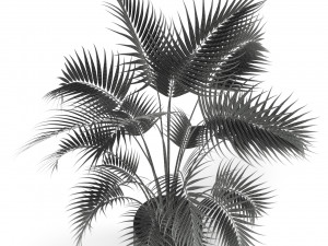 Plants collection 209 3D Model