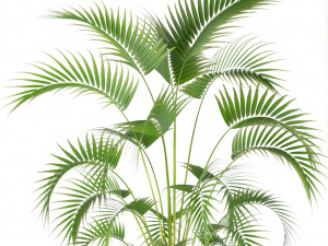 Plants collection 209 3D Model